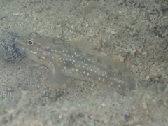 Coryphopterus glaucofraenum