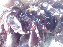 Mazzaella laminarioides