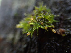Orthotrichum pulchellum