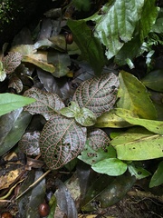 Fittonia albivenis