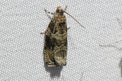 Olethreutes appendiceum