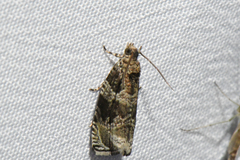 Olethreutes appendiceum