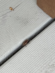 Halyomorpha halys