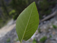 Parornix quadripunctella