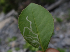 Parornix quadripunctella