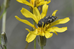 Acmaeodera idahoensis