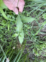 Persicaria longiseta