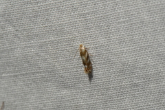 Bucculatrix canadensisella