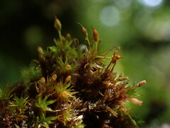 Orthotrichum pulchellum