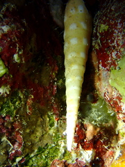Terebra guttata