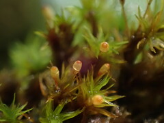 Orthotrichum pulchellum