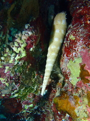 Terebra guttata