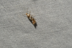 Bucculatrix canadensisella