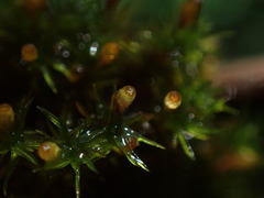 Orthotrichum pulchellum
