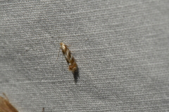 Bucculatrix canadensisella