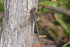 Austroaeschna atrata