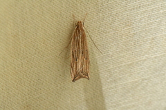 Helcystogramma hystricella