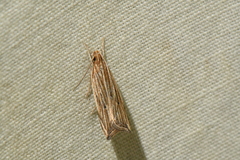 Helcystogramma hystricella