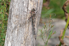 Austroaeschna atrata