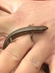 Oligosoma