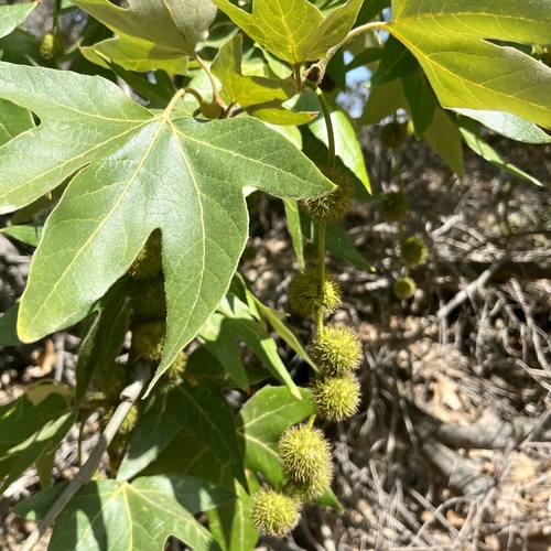 iNaturalist observation photo of western sycamore