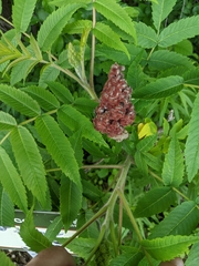 Rhus typhina