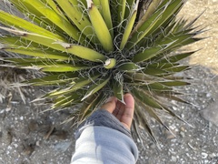 Yucca valida