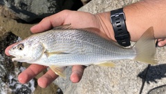 Umbrina roncador