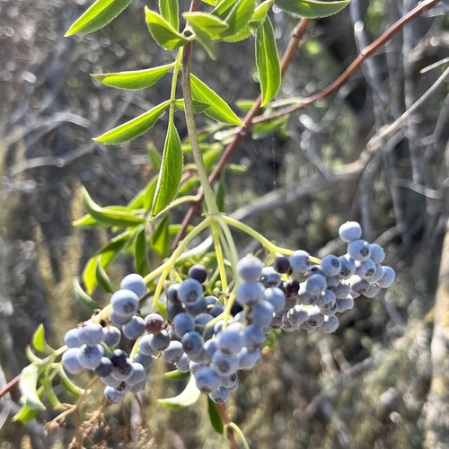 iNaturalist observation photo of blue elder
