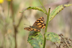 Heteronympha solandri