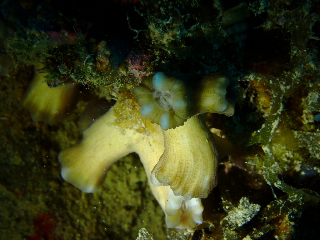 Caulastrea coral