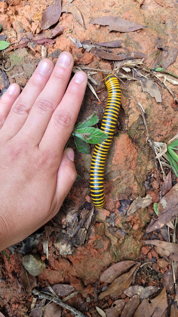 Round Backed Millipedes From La Esperanza Honduras On June 10 2022 At