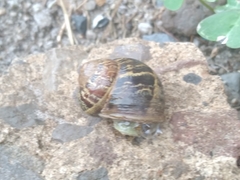 Cornu aspersum