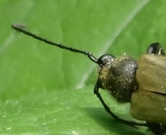 Trigonarthris subpubescens