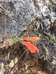 Salvia oppositiflora
