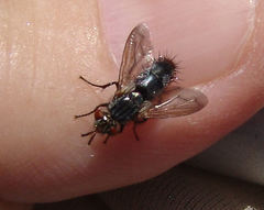 Copecrypta ruficauda