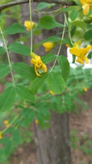Caragana arborescens