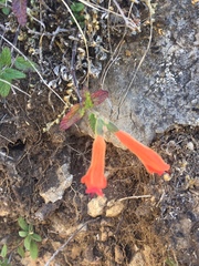 Salvia oppositiflora