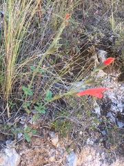 Salvia oppositiflora