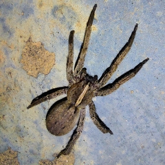 Centroctenus brevipes