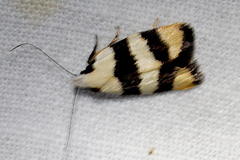 Zonopetala divisella