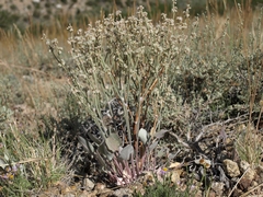 Eriogonum rupinum