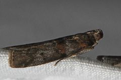 Sciota carneella