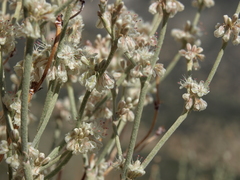 Eriogonum rupinum