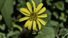 Silphium asteriscus