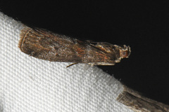 Sciota carneella