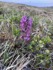 Pedicularis lanata