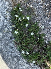 Sibbaldiopsis