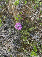 Pedicularis lanata