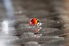 Coccinella septempunctata